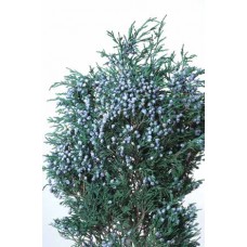 BLUEBERRY JUNIPER PRESERVED 14"-18"  1 lb - OUT OF STOCK